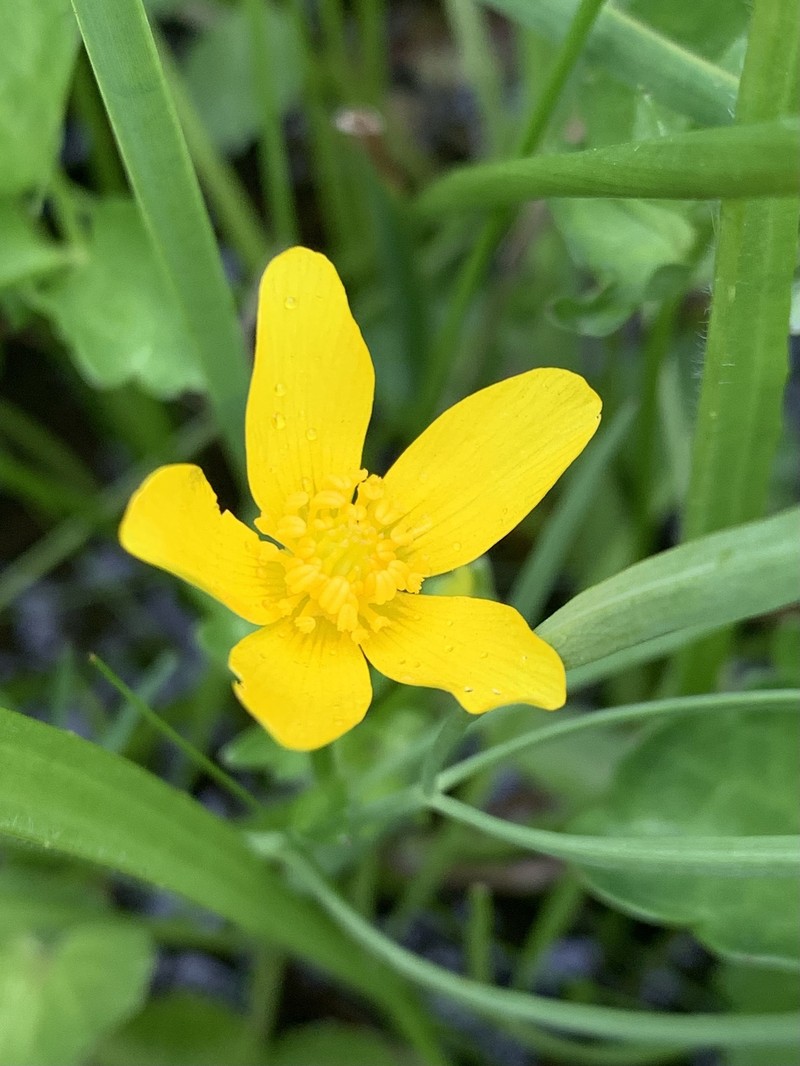 Ranunculus orthorhynchus var. bloomeri