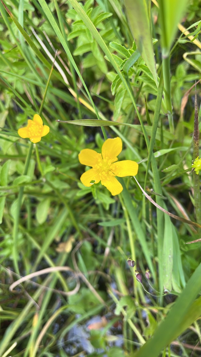 Ranunculus orthorhynchus var. bloomeri photo 2