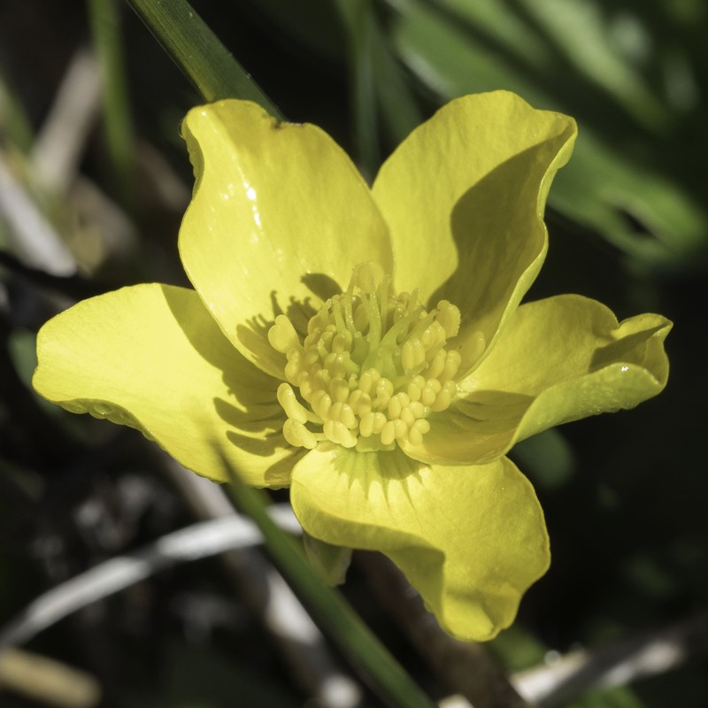 Ranunculus orthorhynchus var. bloomeri photo 3