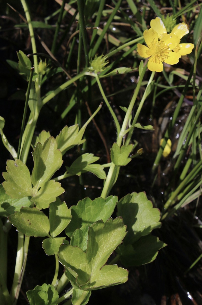 Ranunculus orthorhynchus var. bloomeri photo 4