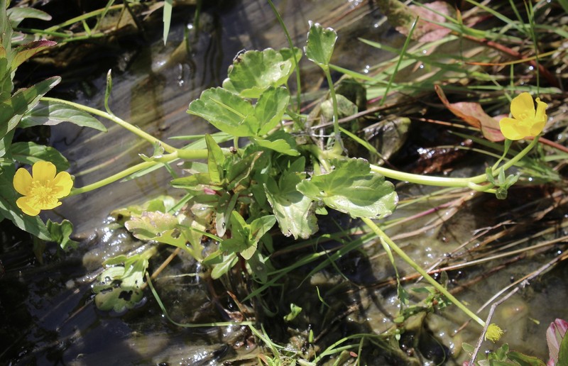 Ranunculus orthorhynchus var. bloomeri photo 5
