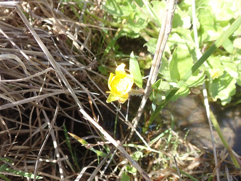 Ranunculus orthorhynchus var. bloomeri photo 6