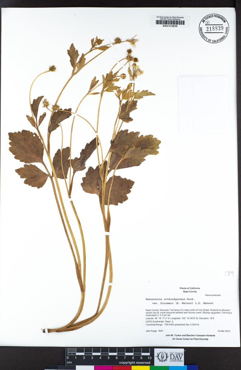 Ranunculus orthorhynchus var. bloomeri photo 7