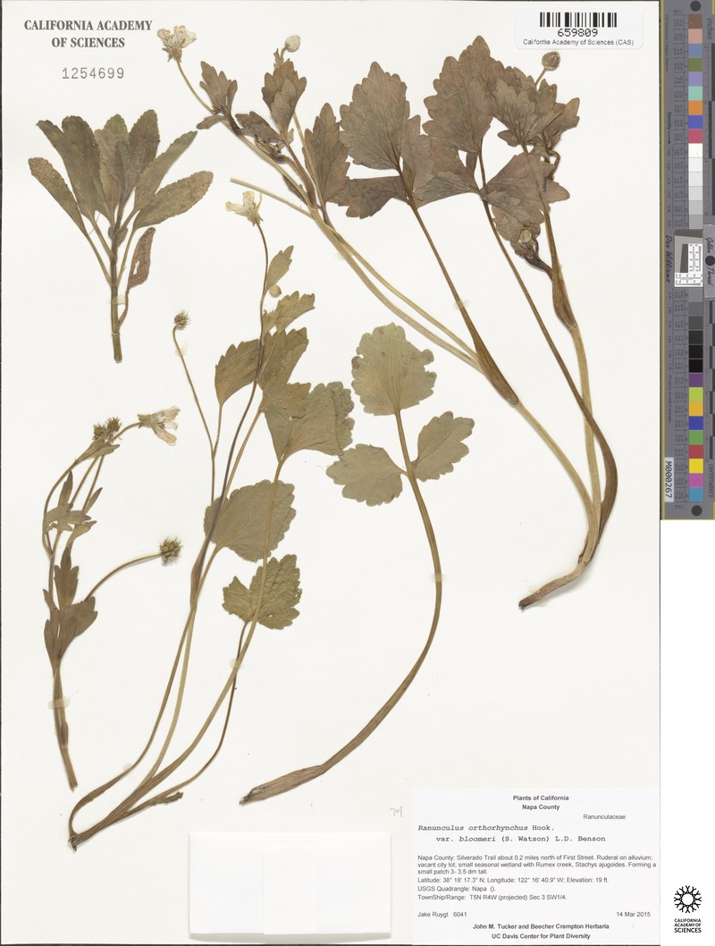 Ranunculus orthorhynchus var. bloomeri photo 8