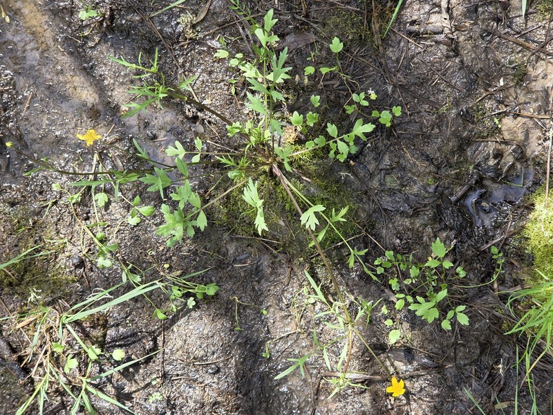 Ranunculus orthorhynchus var. orthorhynchus