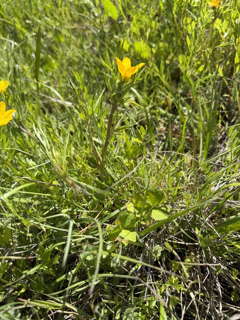 Ranunculus orthorhynchus var. orthorhynchus photo 2