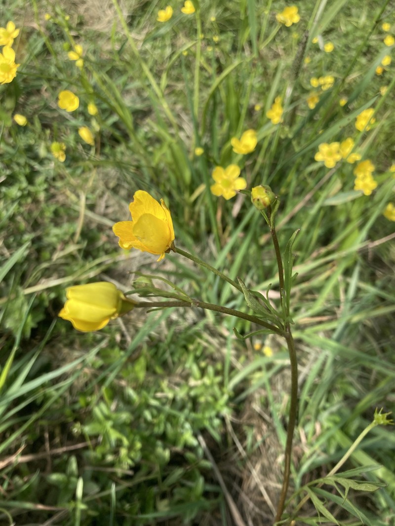 Ranunculus orthorhynchus var. orthorhynchus photo 3