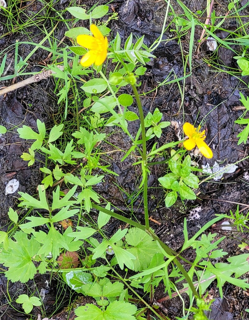 Ranunculus orthorhynchus var. orthorhynchus photo 4