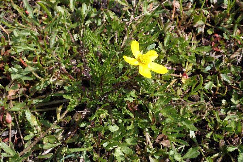 Ranunculus orthorhynchus var. orthorhynchus photo 5
