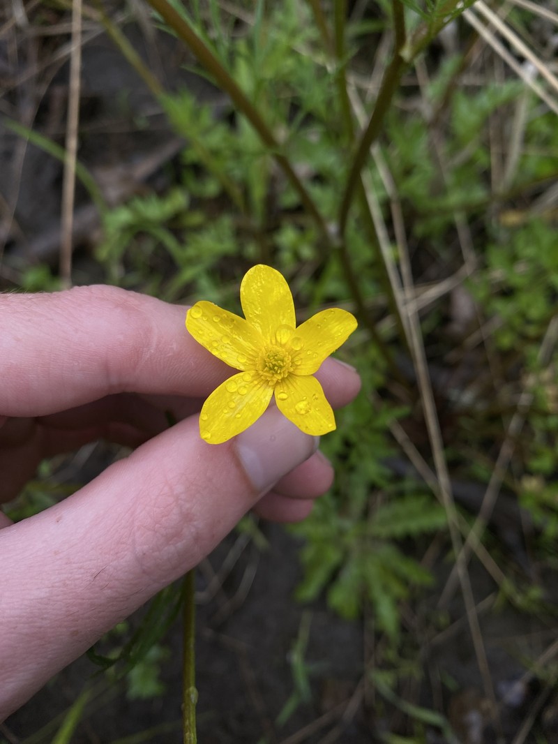 Ranunculus orthorhynchus var. orthorhynchus photo 6