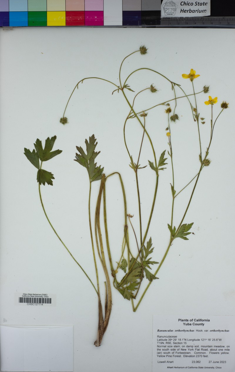 Ranunculus orthorhynchus var. orthorhynchus photo 7