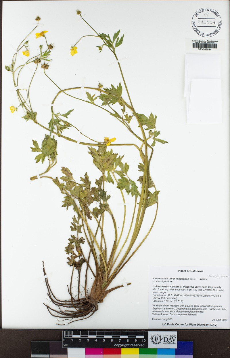 Ranunculus orthorhynchus var. orthorhynchus photo 8