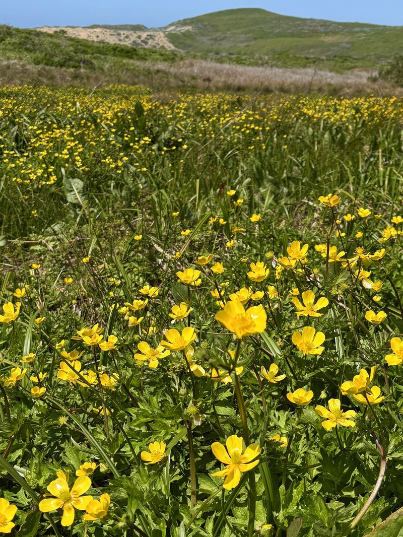 Ranunculus orthorhynchus var. platyphyllus