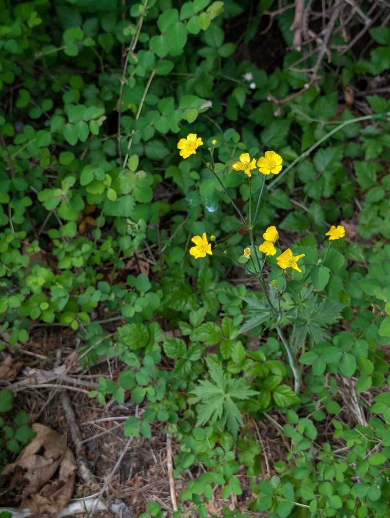 Ranunculus orthorhynchus var. platyphyllus photo 2