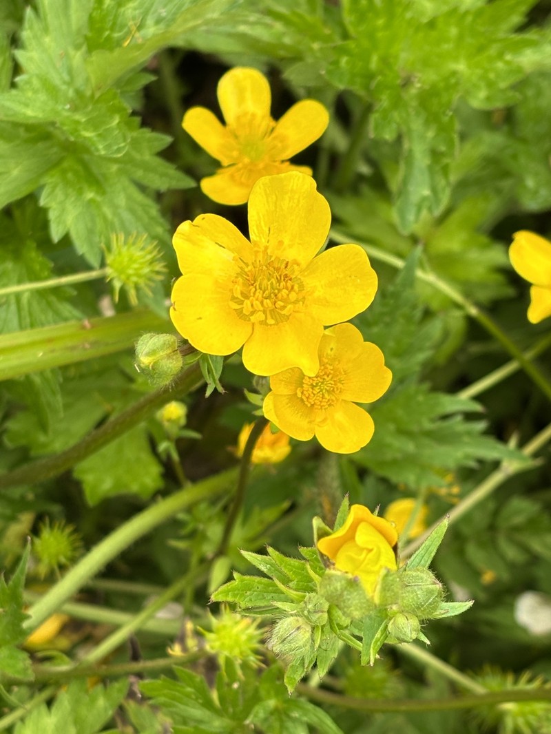 Ranunculus orthorhynchus var. platyphyllus photo 3