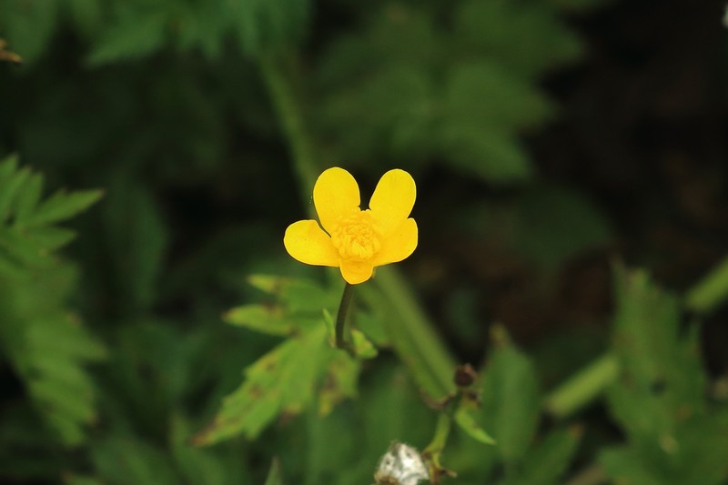 Ranunculus orthorhynchus var. platyphyllus photo 4
