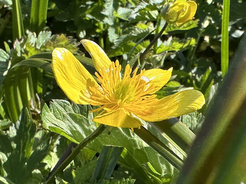 Ranunculus orthorhynchus var. platyphyllus photo 5