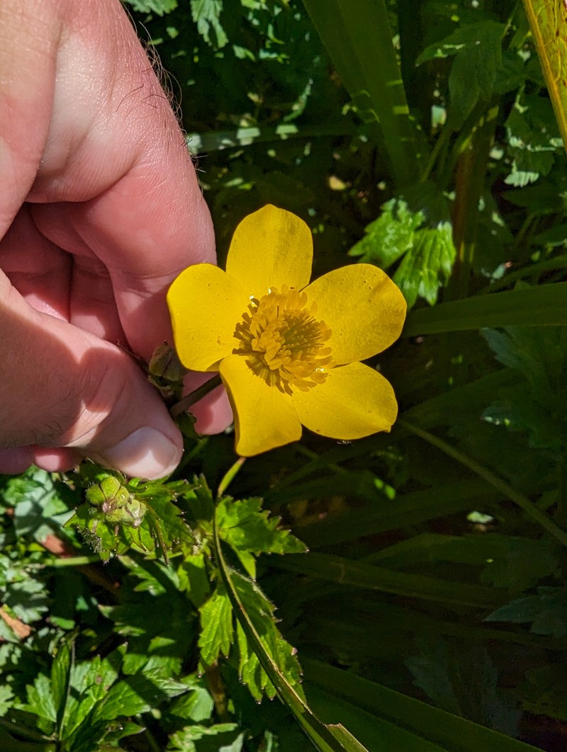 Ranunculus orthorhynchus var. platyphyllus photo 6
