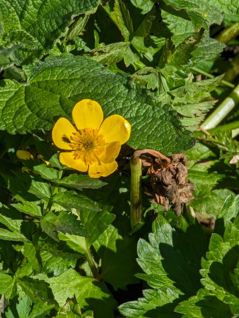 Ranunculus orthorhynchus var. platyphyllus photo 7