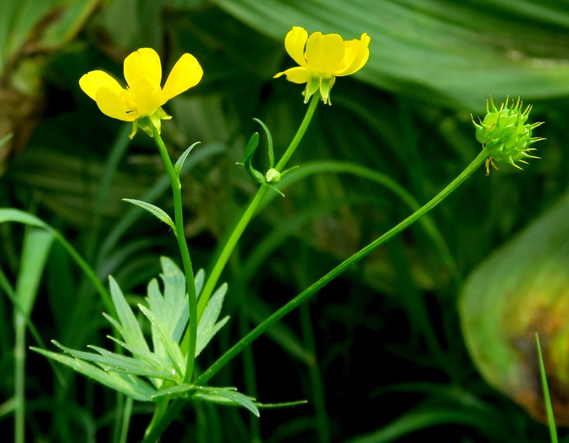 Ranunculus orthorhynchus var. platyphyllus photo 8