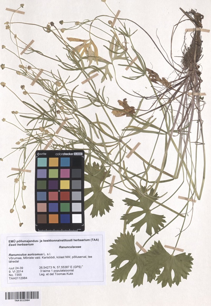 Ranunculus ostrobottnicus