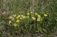 Ranunculus oxyspermus