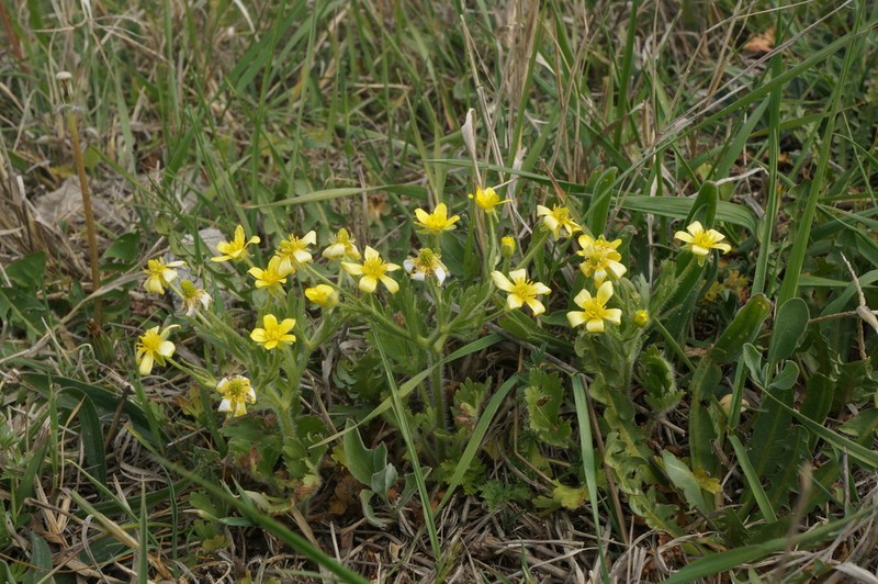 Ranunculus oxyspermus