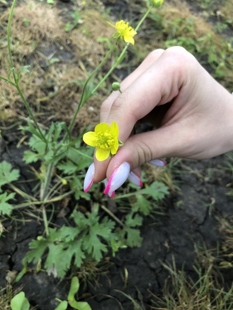Ranunculus oxyspermus photo 2