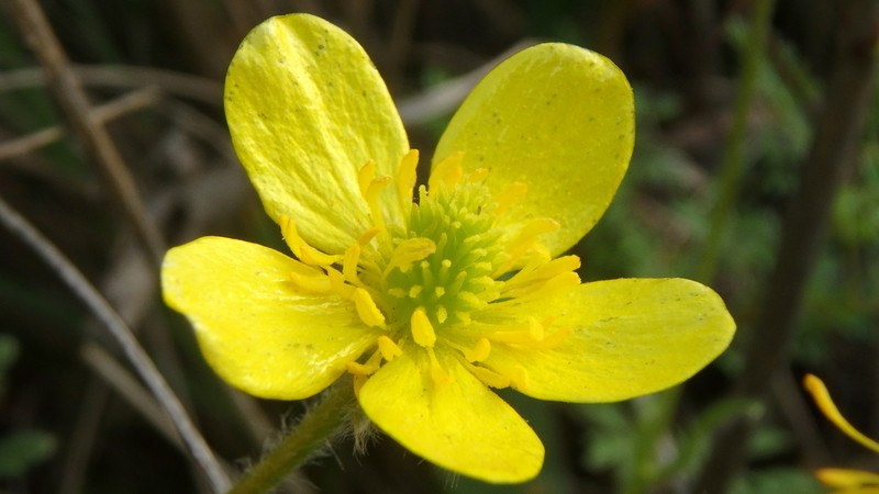 Ranunculus oxyspermus photo 3
