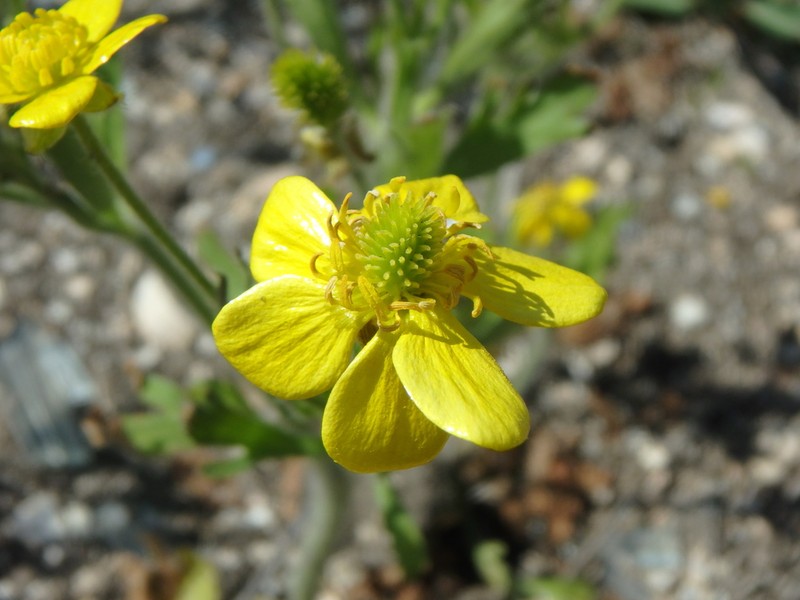 Ranunculus oxyspermus photo 4