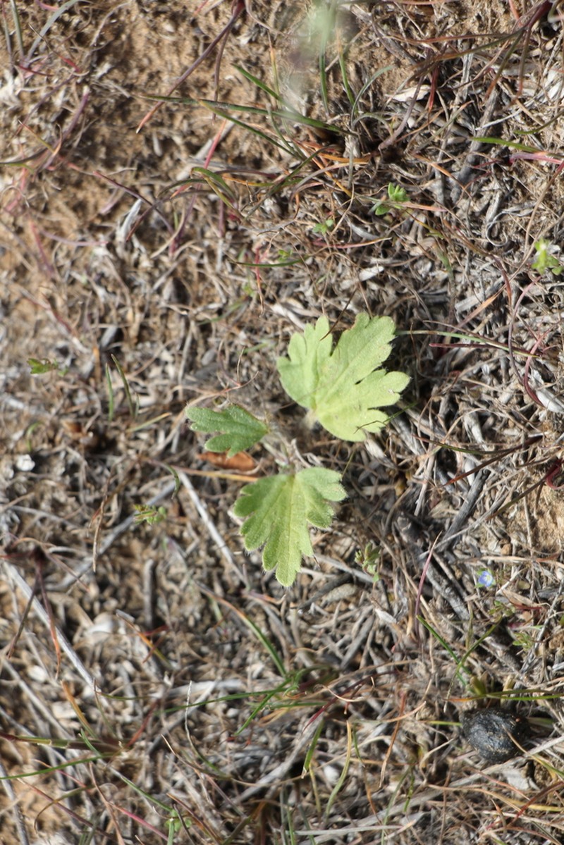 Ranunculus oxyspermus photo 5