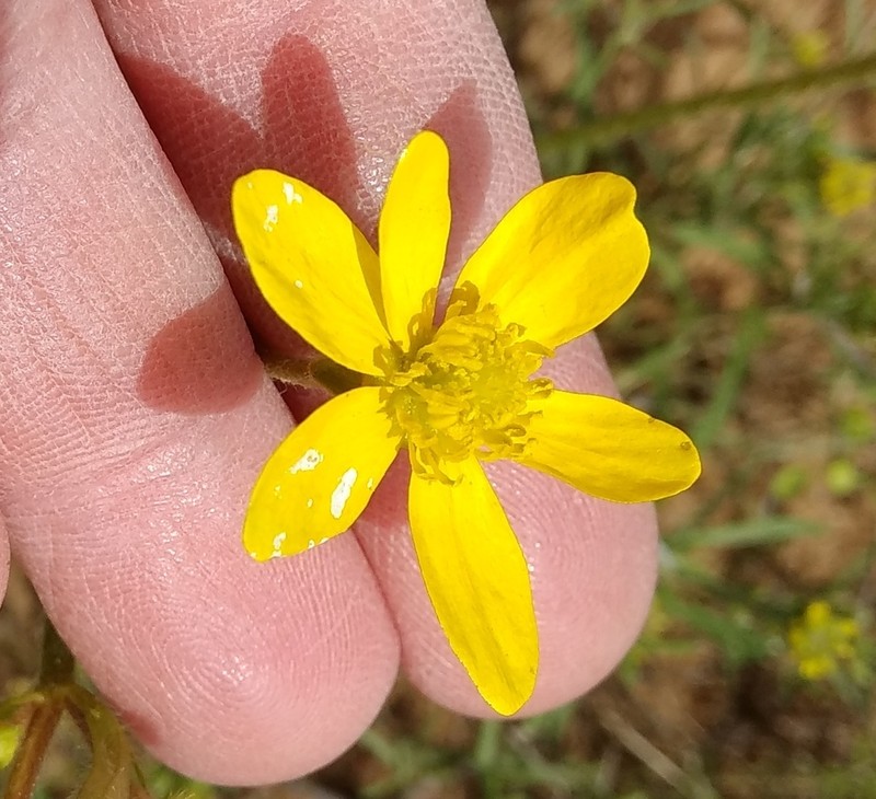 Ranunculus oxyspermus photo 6