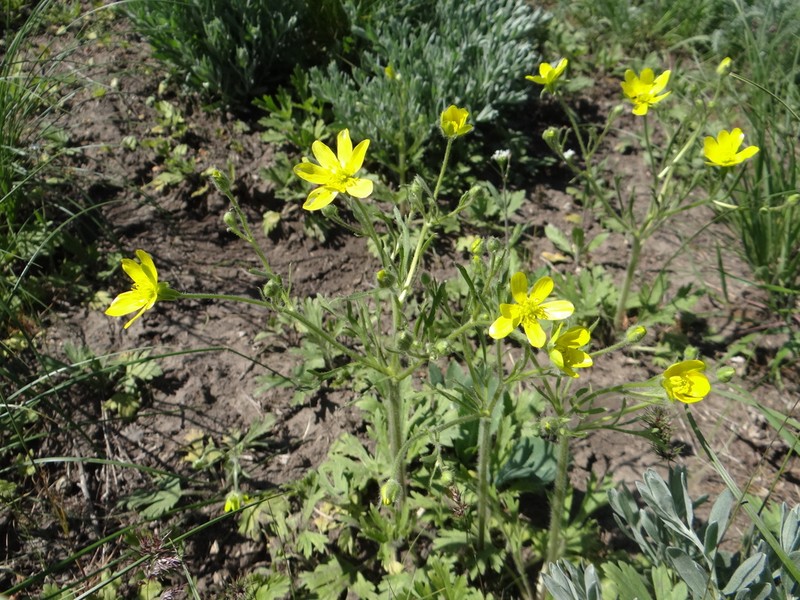 Ranunculus oxyspermus photo 7