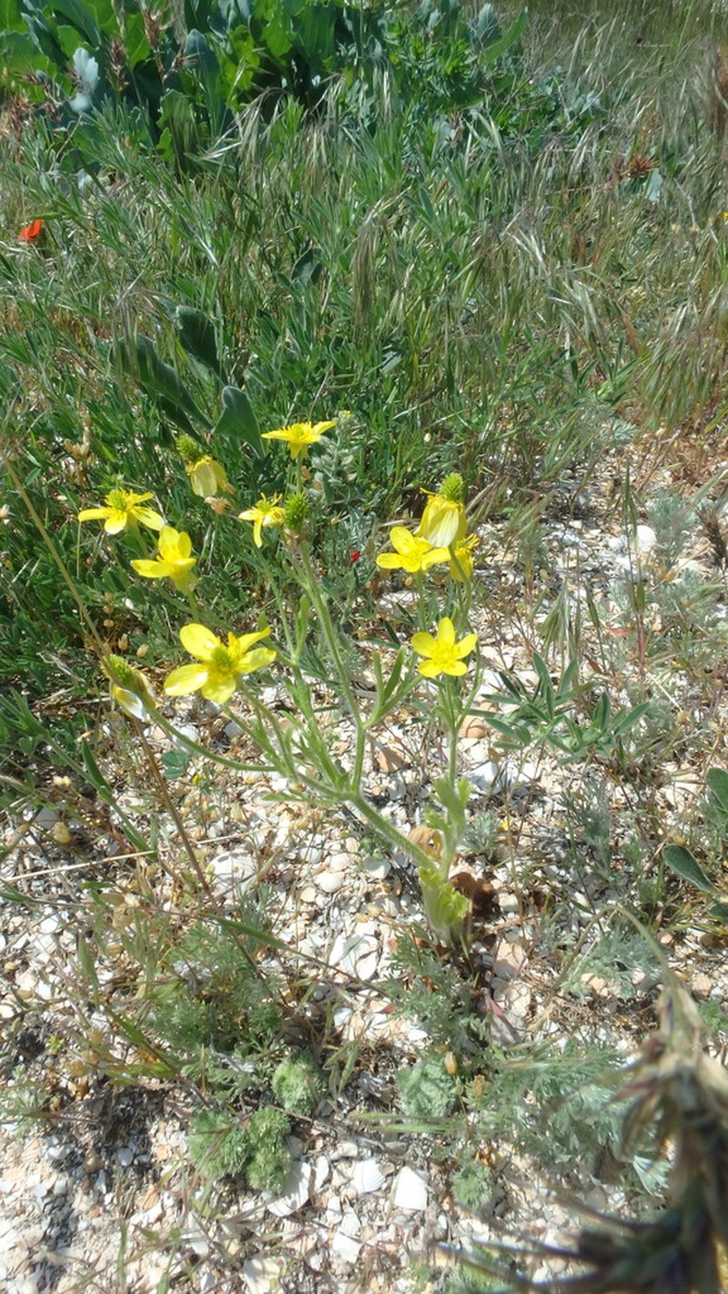 Ranunculus oxyspermus photo 8