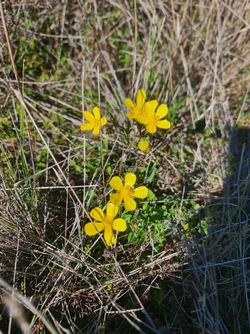 Ranunculus pachycarpus photo 2