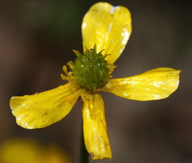 Ranunculus pachycarpus photo 3