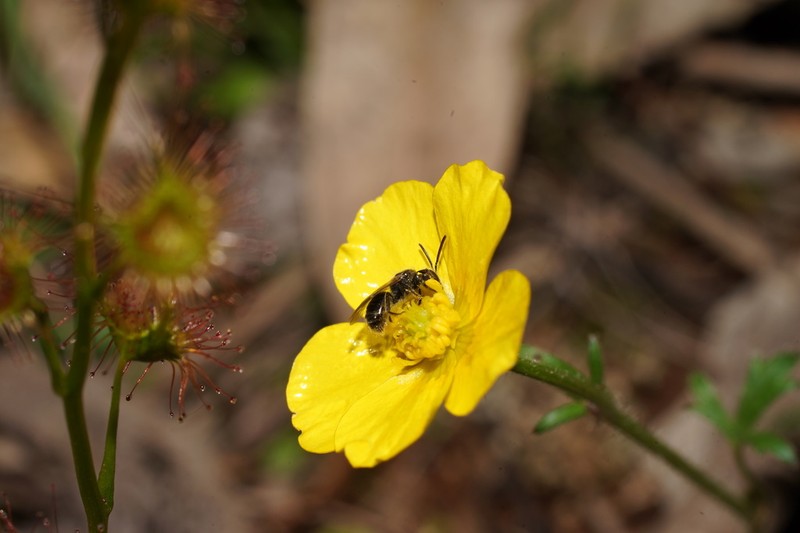 Ranunculus pachycarpus photo 4
