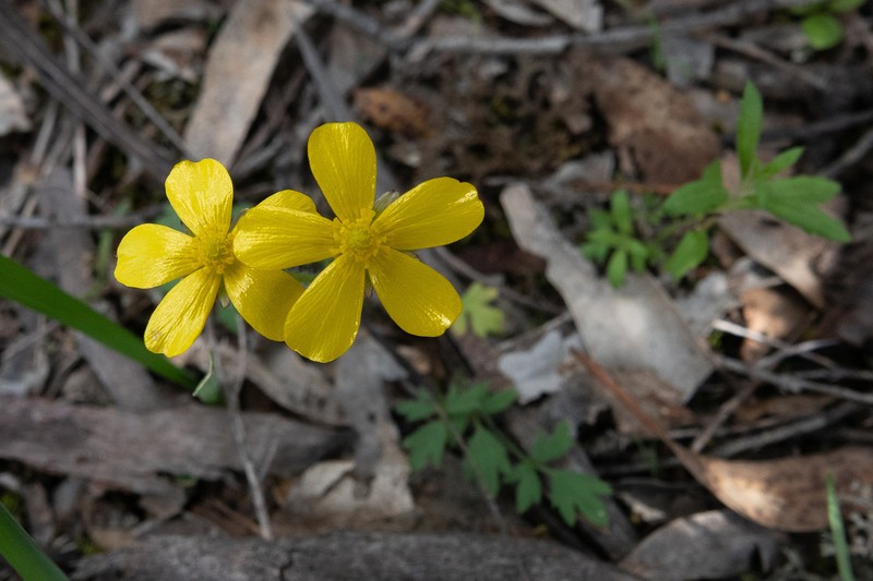 Ranunculus pachycarpus photo 6
