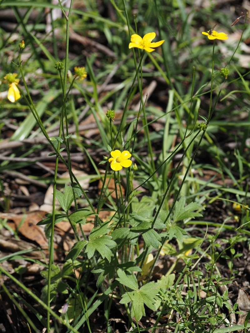 Ranunculus pachycarpus photo 7