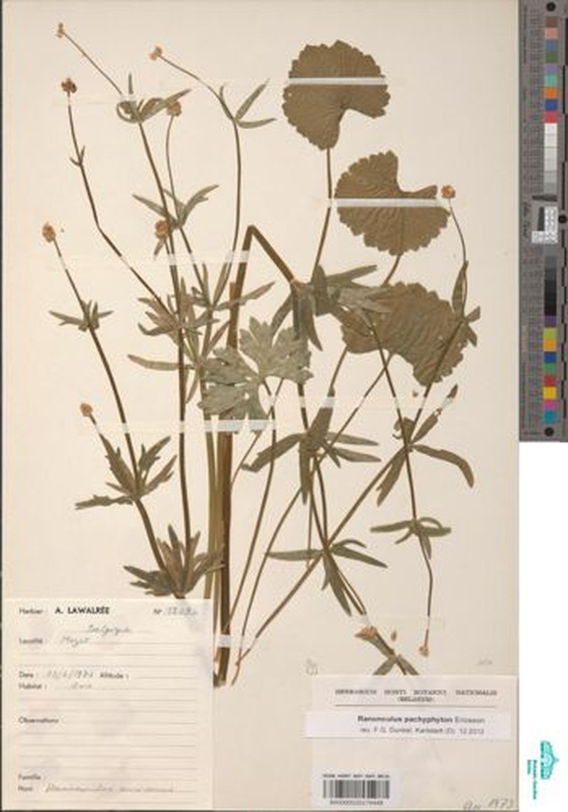 Ranunculus pachyphyton