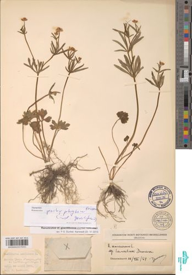 Ranunculus pachyphyton photo 2