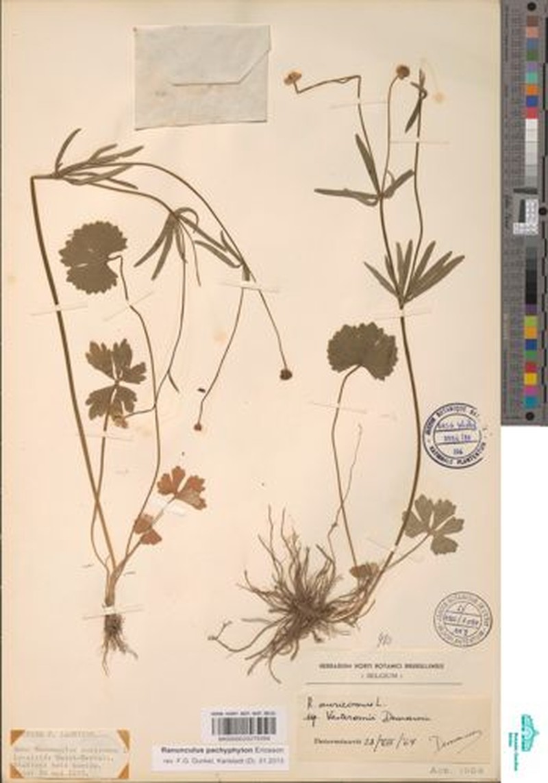 Ranunculus pachyphyton photo 3