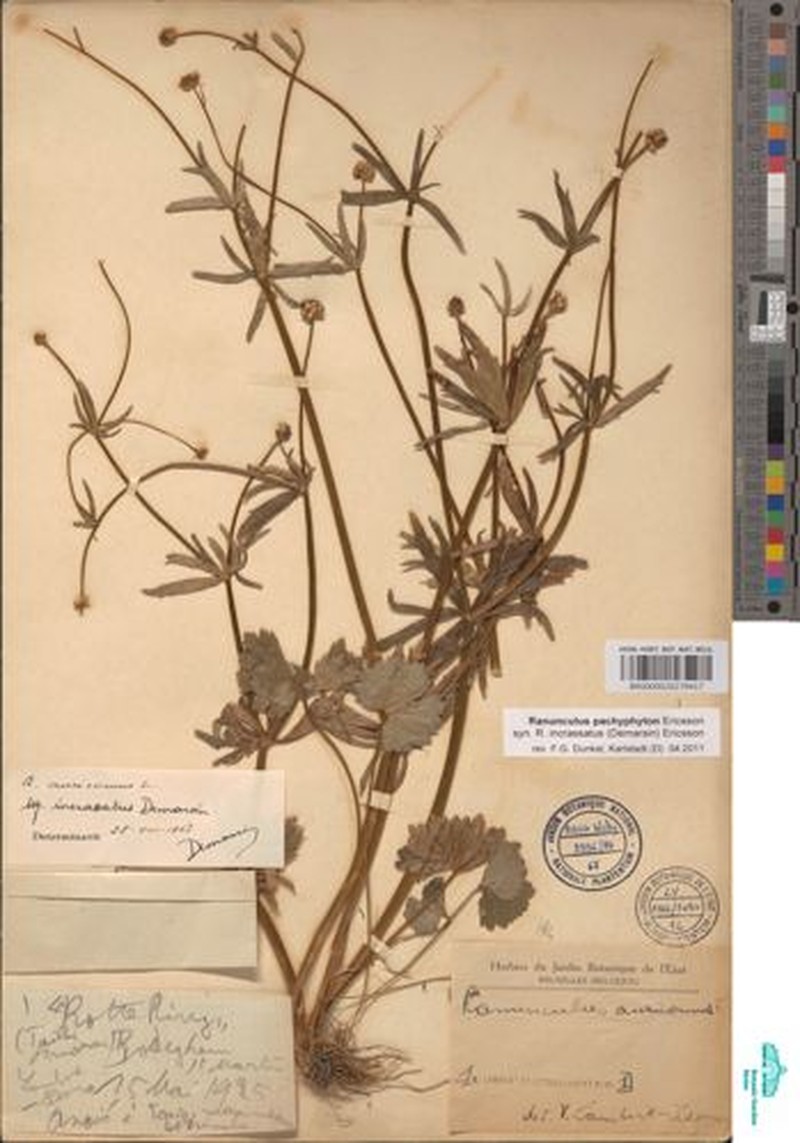 Ranunculus pachyphyton photo 4