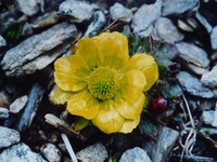 Ranunculus pachyrrhizus