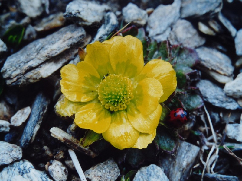 Ranunculus pachyrrhizus