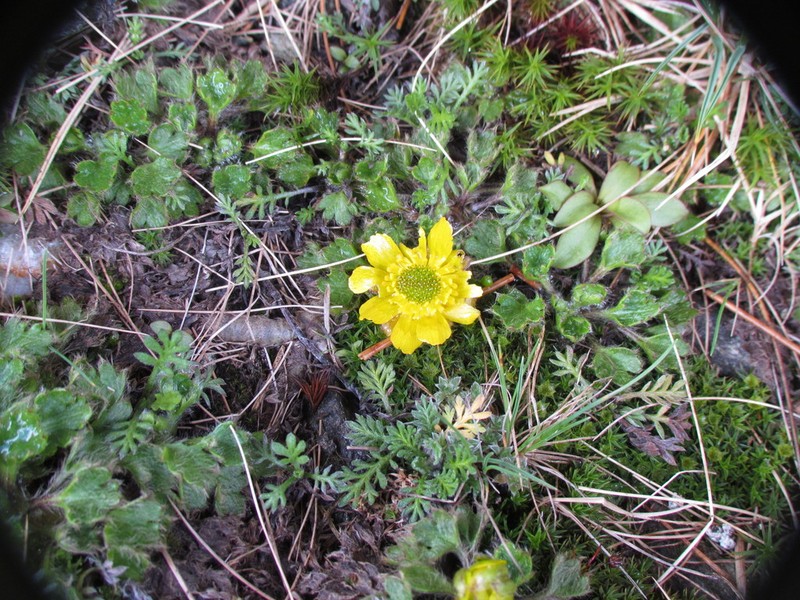 Ranunculus pachyrrhizus photo 2