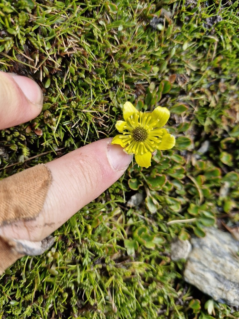 Ranunculus pachyrrhizus photo 3
