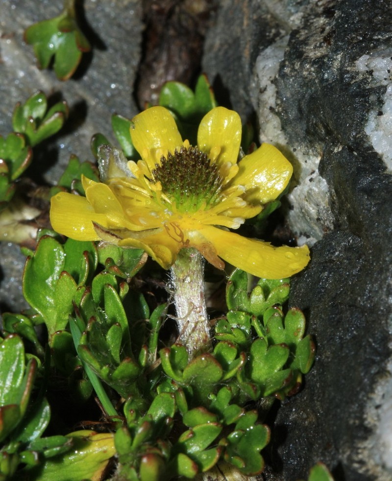 Ranunculus pachyrrhizus photo 4