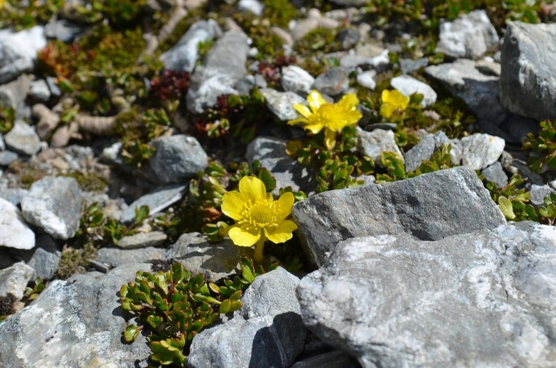 Ranunculus pachyrrhizus photo 5