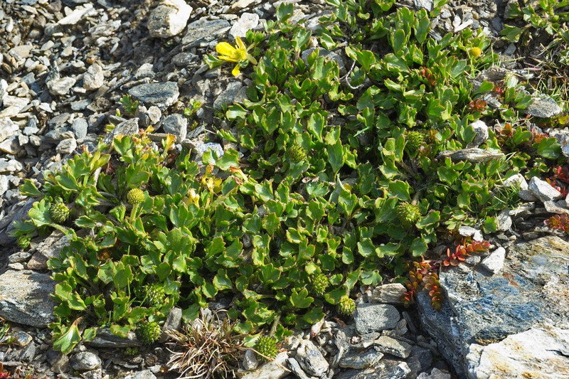 Ranunculus pachyrrhizus photo 6